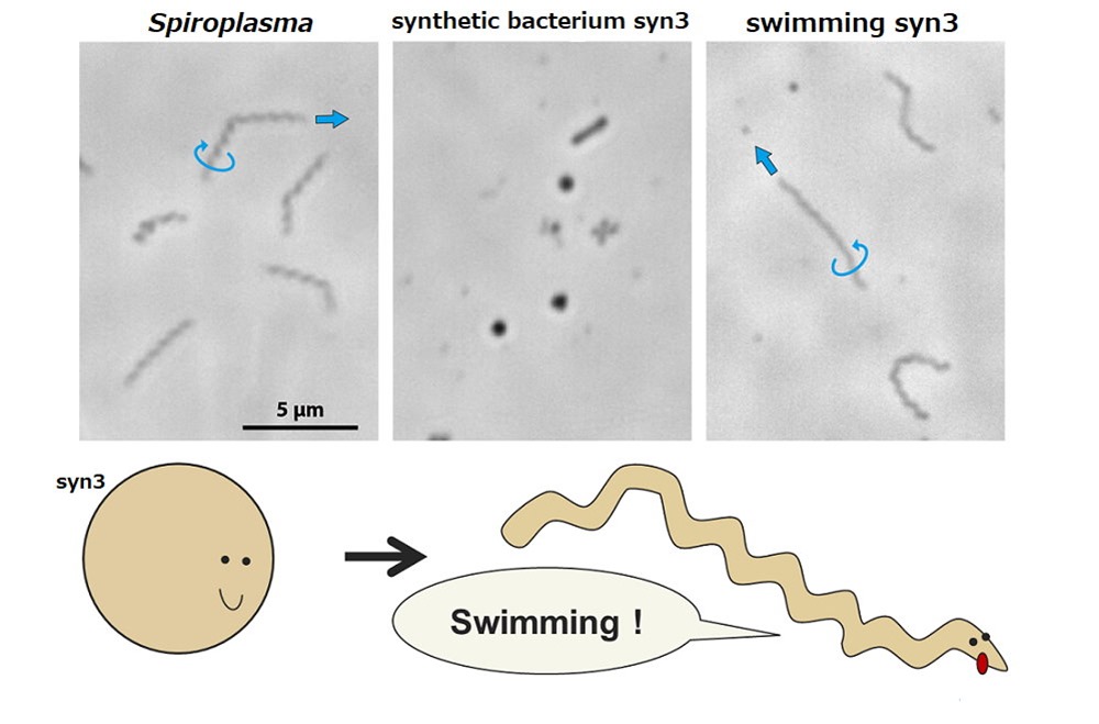 Une bactérie de synthèse devient la plus petite forme de vie capable de se déplacer