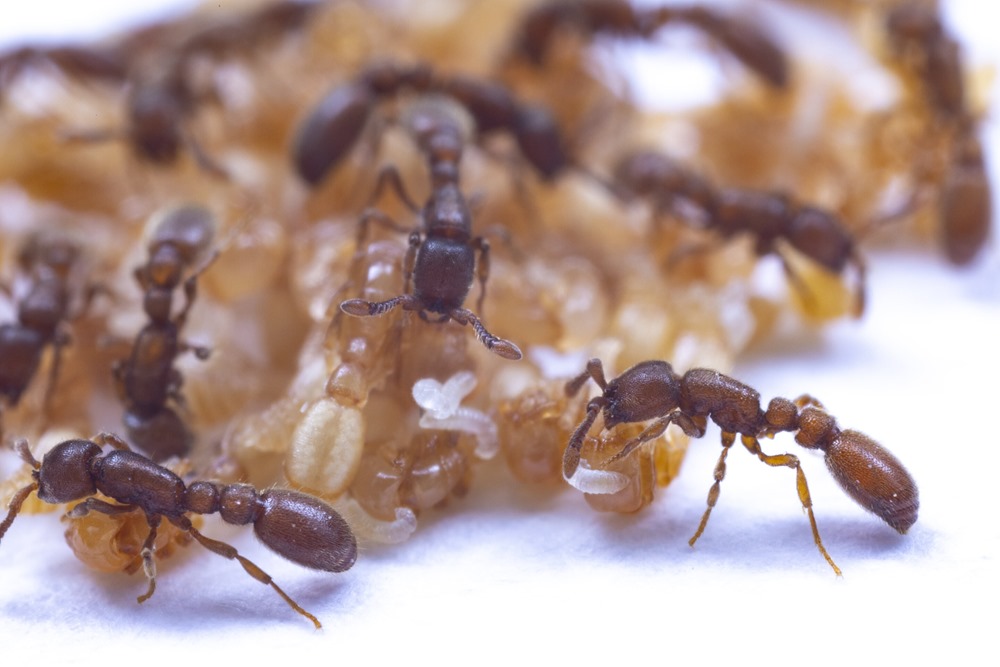 Les nymphes de ces fourmis suintent un étrange type de "lait", et toute la colonie en profite