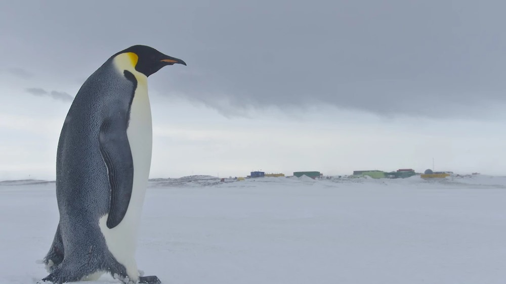 Plus de la moitié des plantes et des animaux de l’Antarctique pourraient disparaître d’ici 2100 en raison du changement climatique, les manchots empereurs en tête