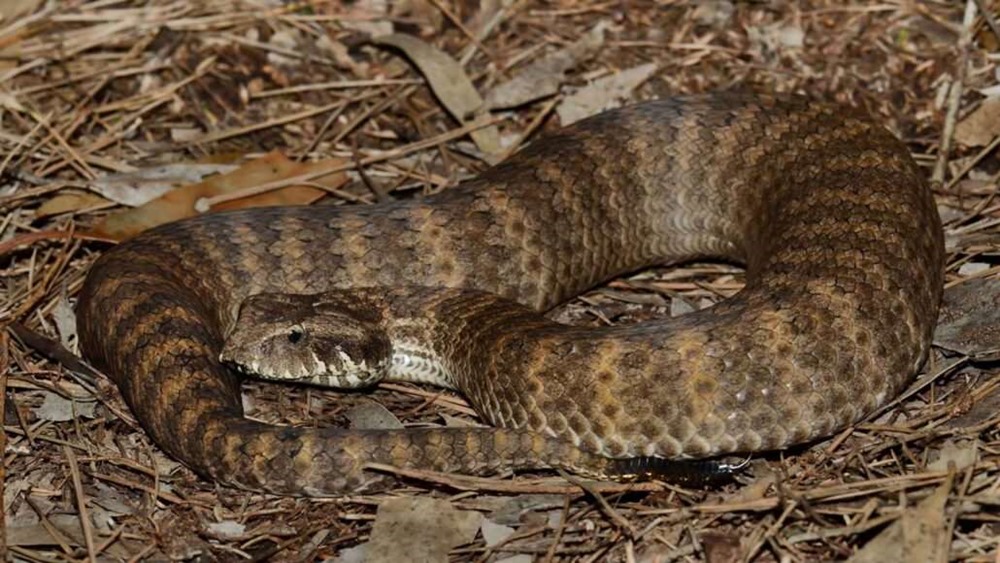 Tabou du clitoris : et oui, les serpents en ont aussi !
