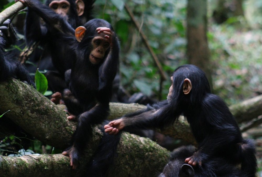 Les gestes de communication des singes peuvent être compris par l’humain