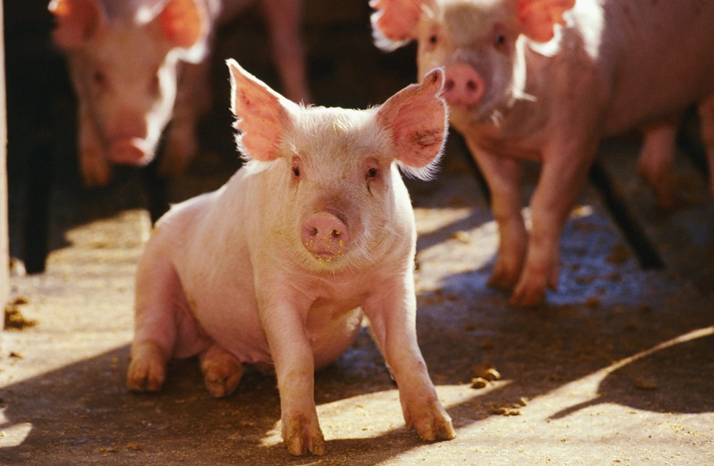 Des scientifiques soignent la fonction érectile de cochons grâce à un nouveau type d’implant pénien