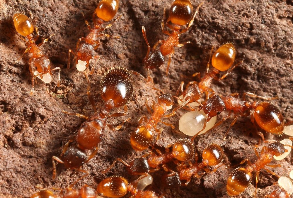 Les fourmis ont un moyen plus efficace de couvrir le terrain qu’une recherche purement aléatoire