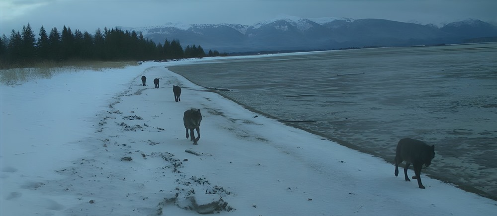 Après avoir mangé tous les cerfs d’une île en Alaska, des loups se sont reportés sur un autre superprédateur