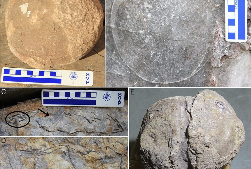 En Inde, la découverte de presque 100 œufs de dinosaures fossilisés laisse supposer que les titanosaures nichaient en colonies