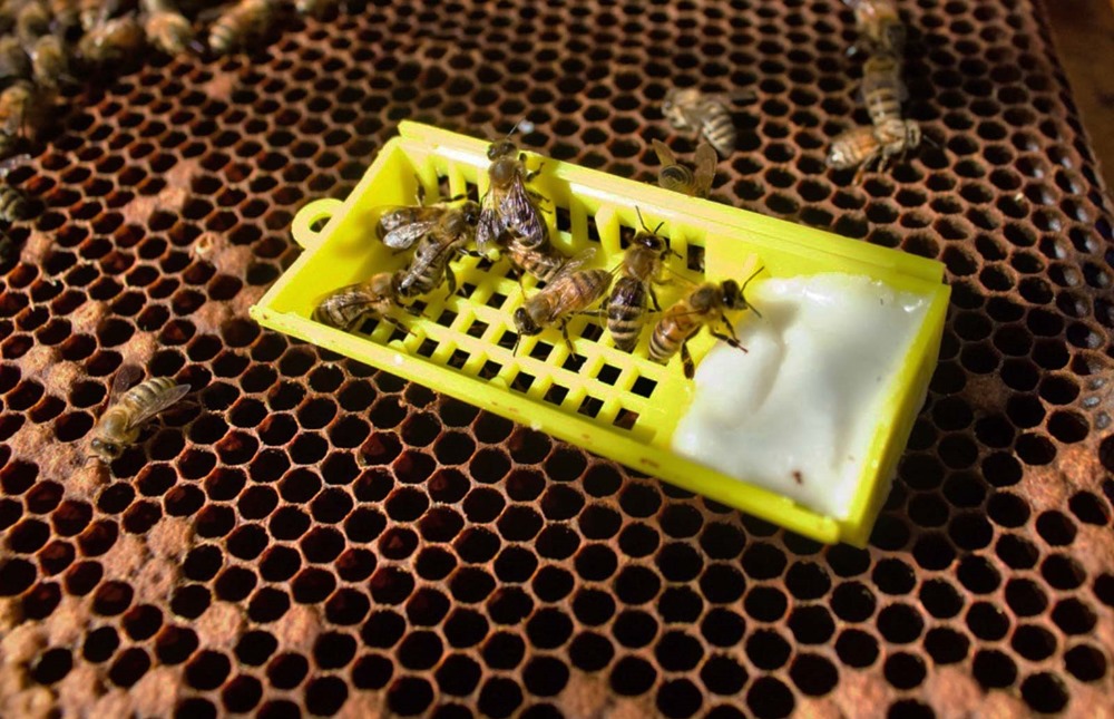 Premier vaccin pour insectes, autorisé aux Etats-Unis pour sauver les abeilles