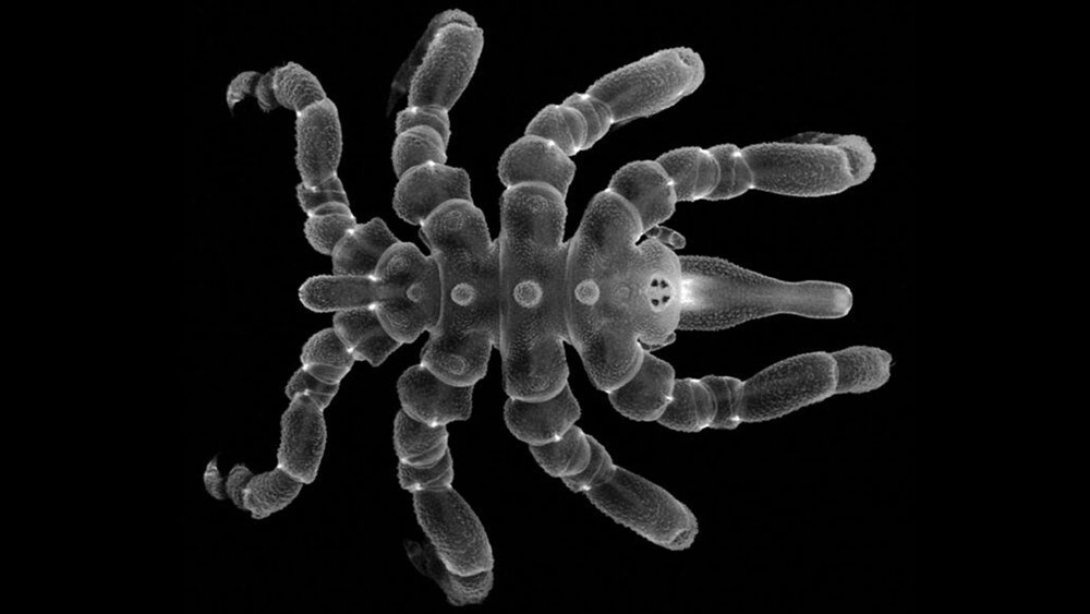 Les araignées de mer présentent une étonnante capacité à régénérer des parties presque complètes de leur corps