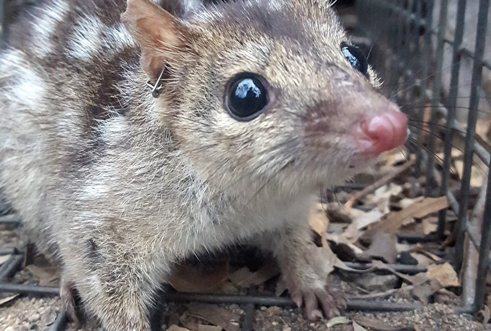 Ce petit marsupial australien privilégie le sexe au sommeil, entrainant sa disparition