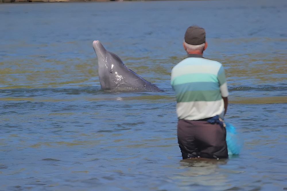 Cela fait 150 ans que des dauphins et des humains travaillent ensemble pour attraper des poissons au Brésil et cela profite aux deux espèces