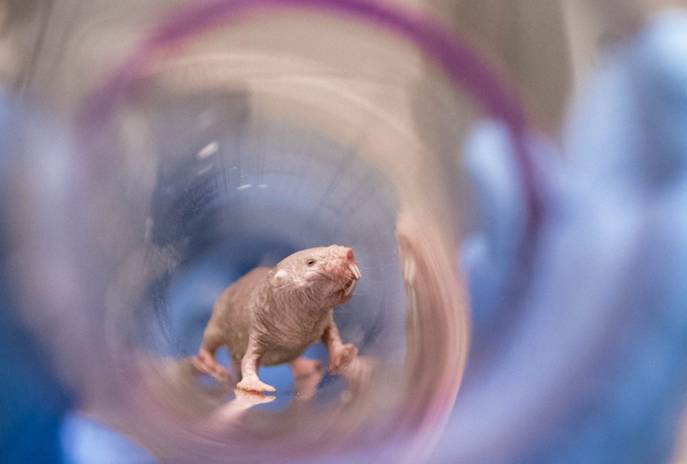 La fertilité sans limites d’âge du rat-taupe nu est un espoir pour l’humain