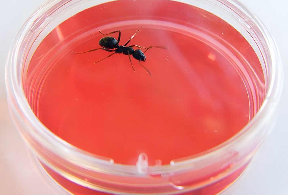 Les fourmis sont capables de repérer un cancer dans les odeurs de l’urine