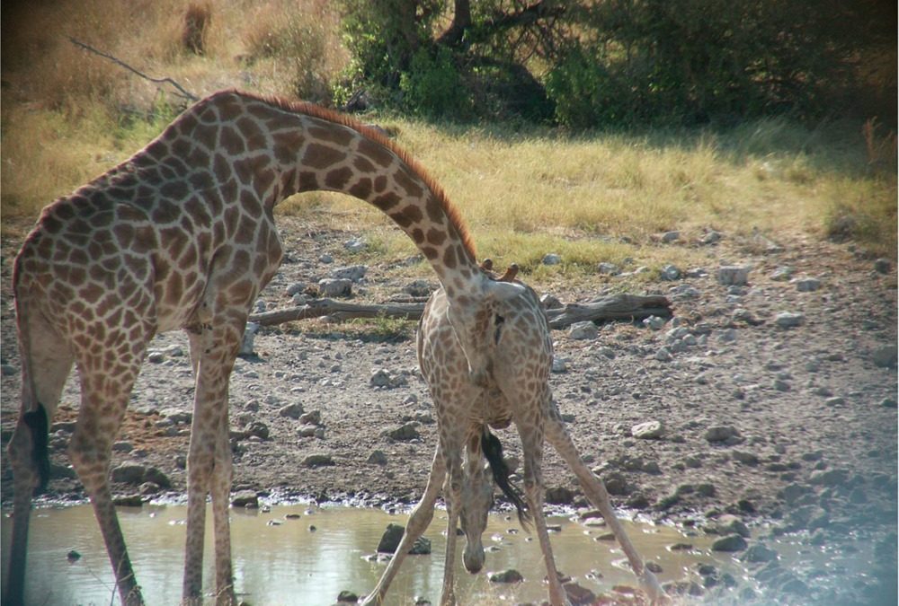 Vous n’auriez préféré pas savoir comment les males girafes déterminent si une femelle est sexuellement disponible