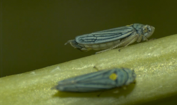 Les cicadelles pisseuses catapultent des gouttes d’urine à 40 G en utilisant leurs derrières pour économiser de l’énergie