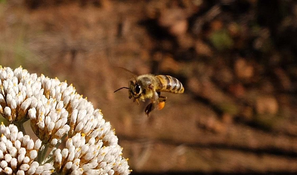Les abeilles mellifères fournissent un aperçu du paysage et de la santé des villes