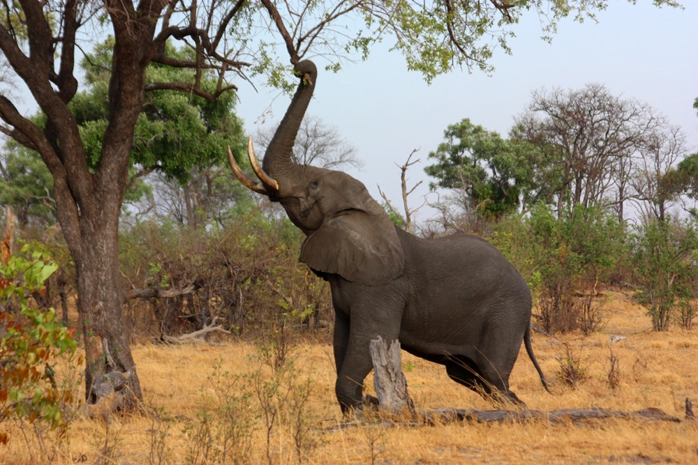 Autodomestication : les éléphants sauvages d’Afrique pourraient s’être spontanément domestiqués