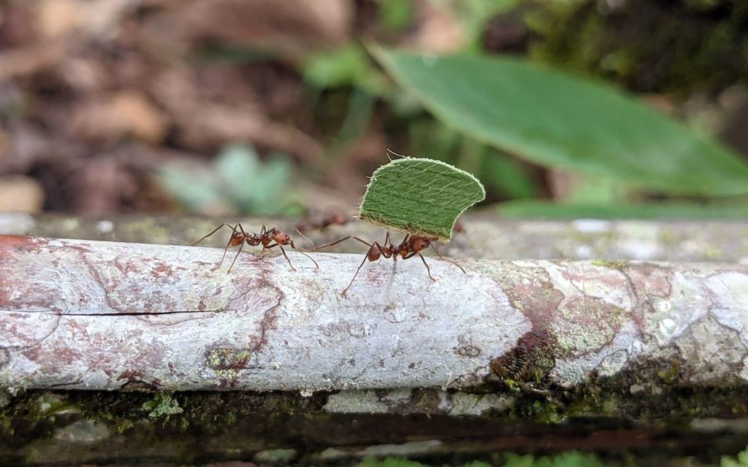 C’est une amitié évolutive vieille de 60 millions d’années qui existe entre les fourmis et les plantes