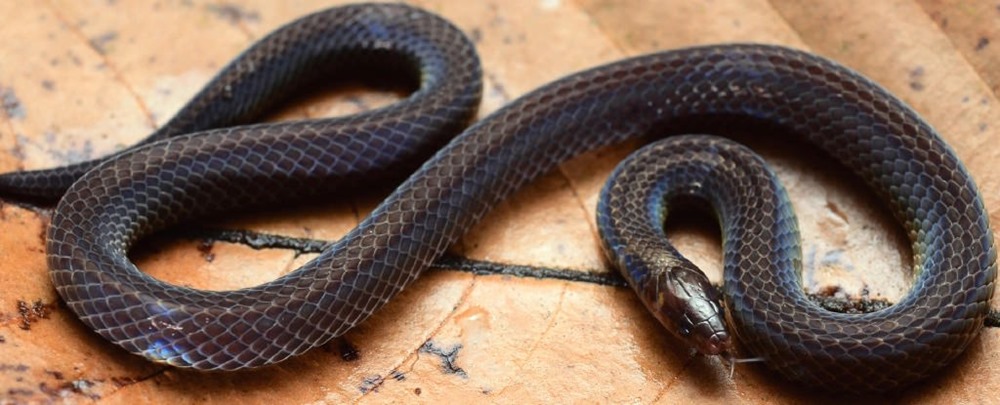 Des scientifiques ont découvert un serpent qui fait la roue pour fuir le danger