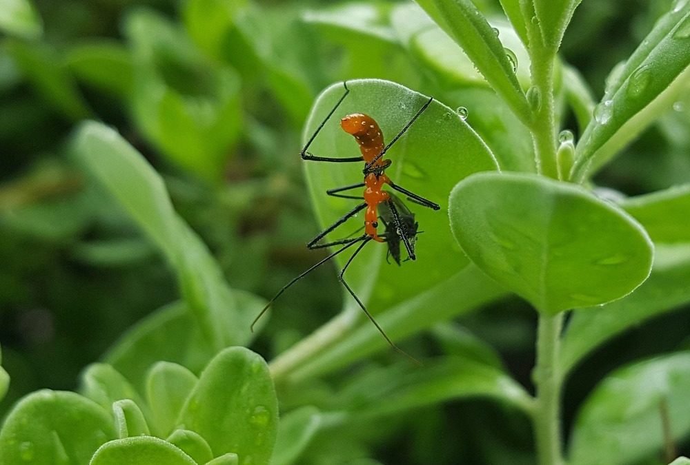 Cet insecte se couvre de résine végétale collante pour piéger ses proies