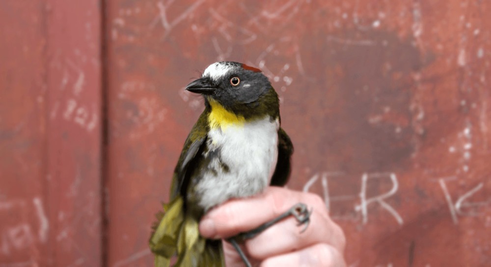 Deux espèces d’oiseaux de Nouvelle-Guinée aux plumes qui se sont révélés toxiques