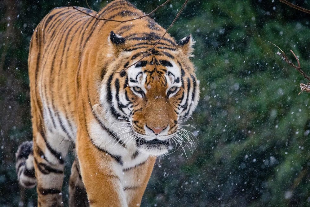 Les tigres présentent des traits de personnalité uniques qui les aident à survivre à l’état sauvage