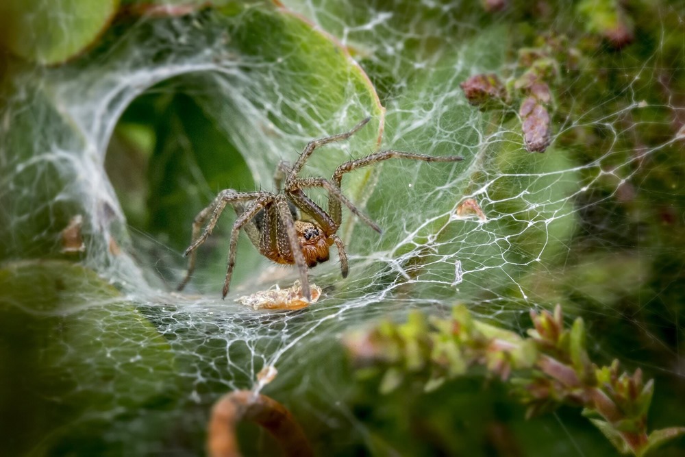 Des araignées femelles font la morte pendant l’acte sexuel pour que les mâles soient moins inquiets d’être mangés par la suite
