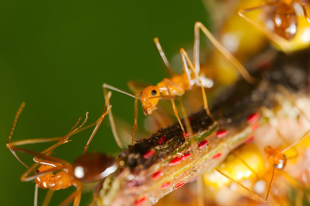 L’étrange génome des fourmis jaunes folles représente une première dans le domaine de la biologie