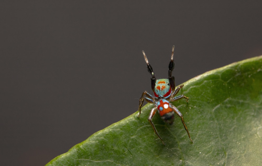 Cette petite araignée sauteuse imite la marche des fourmis et se fond dans son environnement pour se protéger contre les prédateurs