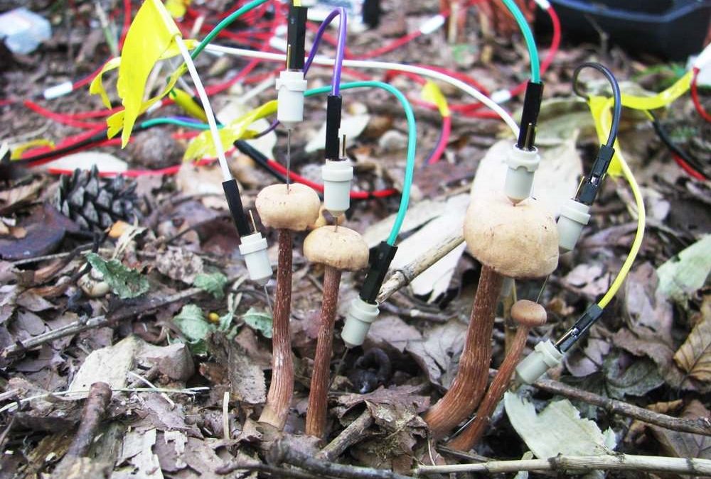 Ces champignons de forêt communiquent entre eux après la pluie