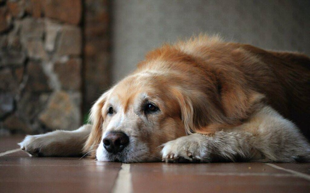 Comme les humains, les chiens atteints de démence ont également des problèmes de sommeil