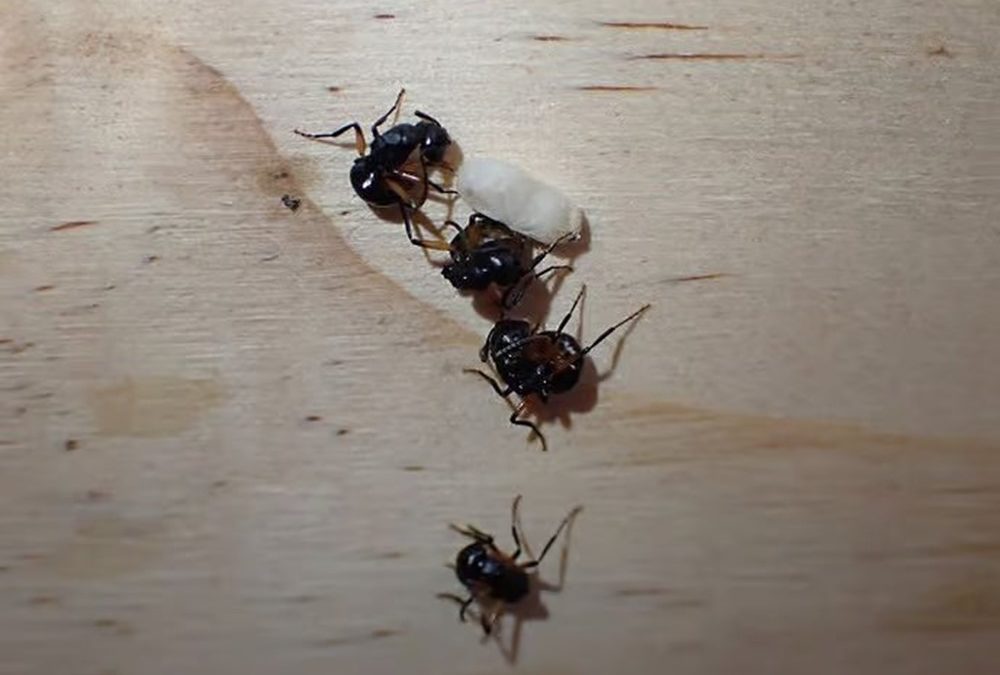 Des fourmis feignant la mort comme stratégie de défense