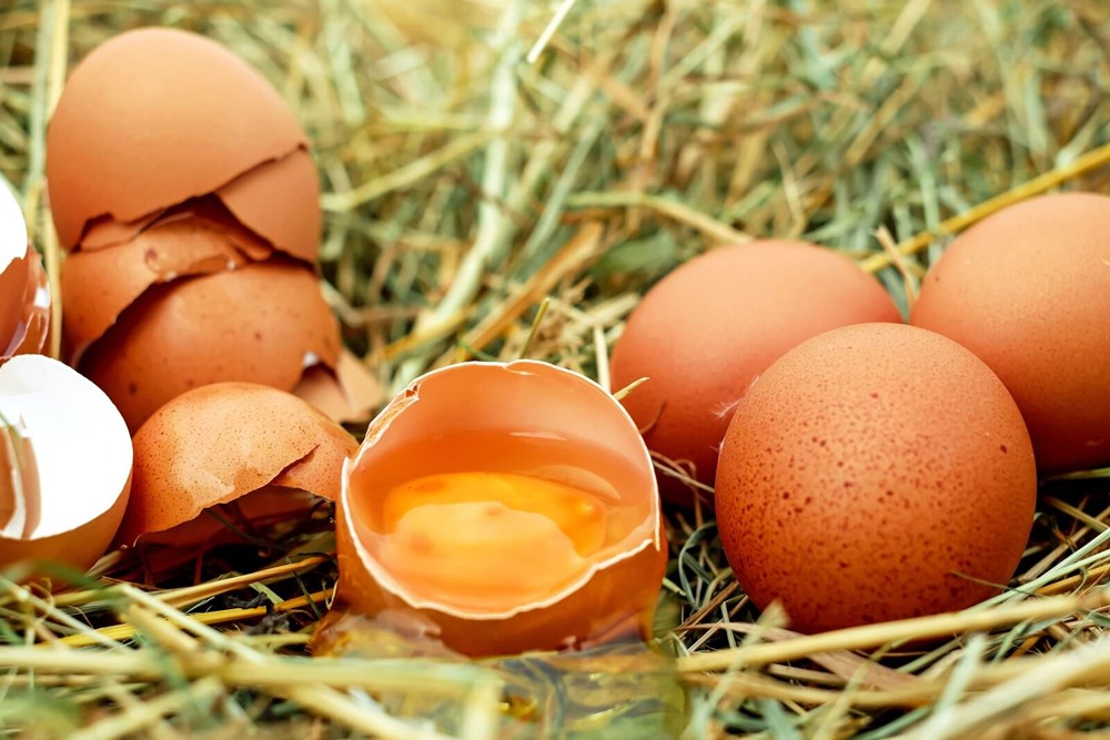 Des œufs génétiquement modifiés pour mettre fin aux allergies