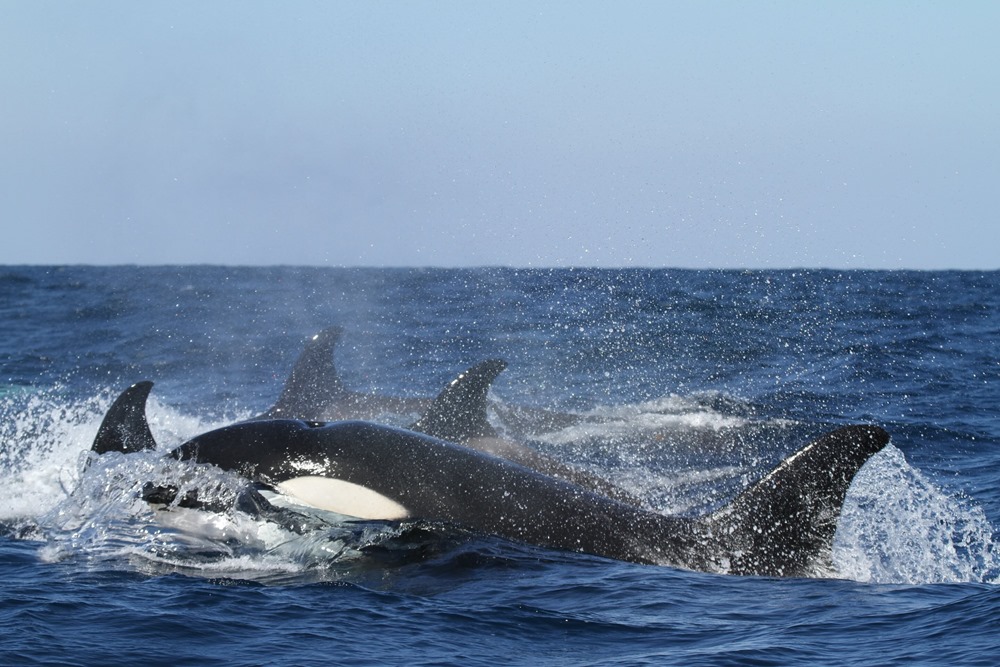 Vengeance : des experts affirment que des orques s’apprennent mutuellement à attaquer les bateaux