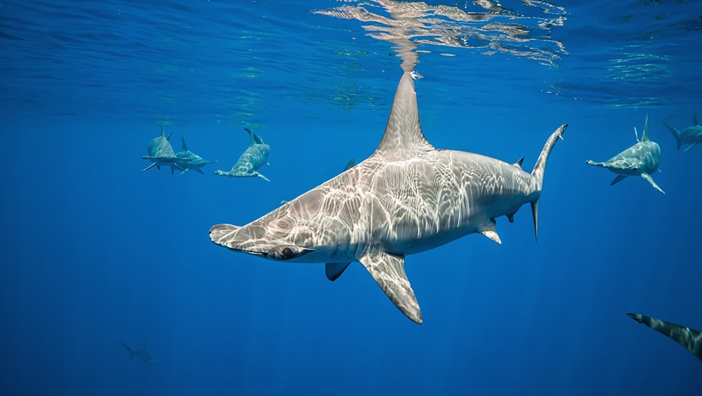 Les requins-marteaux "retiennent leur souffle" lorsqu’ils plongent en profondeur