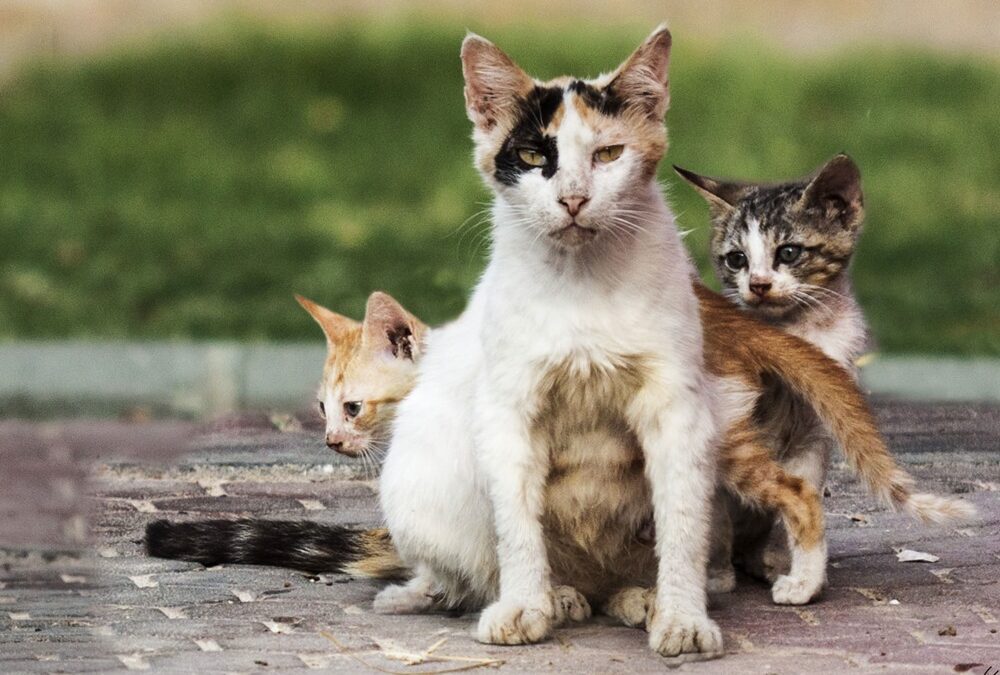 Un contraceptif en une seule injection, pourrait enfin réduire la surpopulation des chats errants