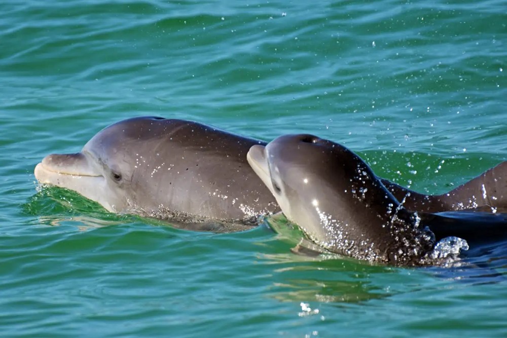 Les humains parlent à leurs bébés d’une manière très particulière, tout comme les dauphins