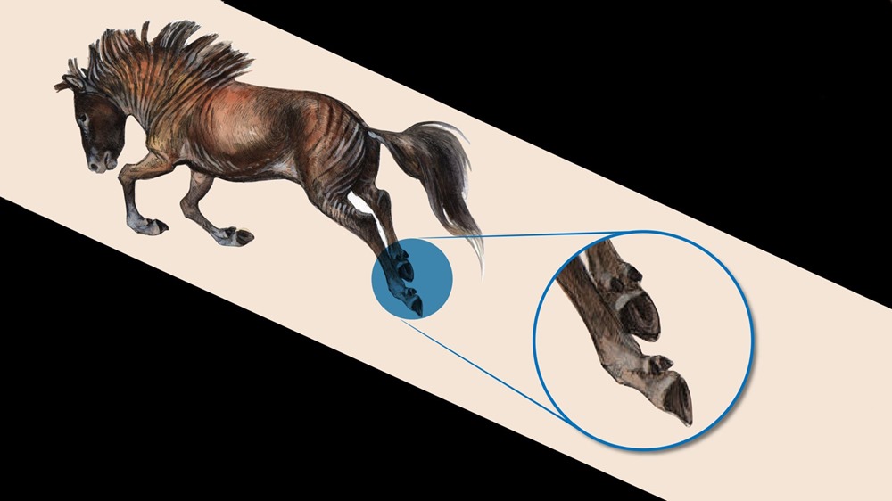 Les ancêtres des chevaux modernes avaient des orteils à sabots au lieu d’un seul sabot