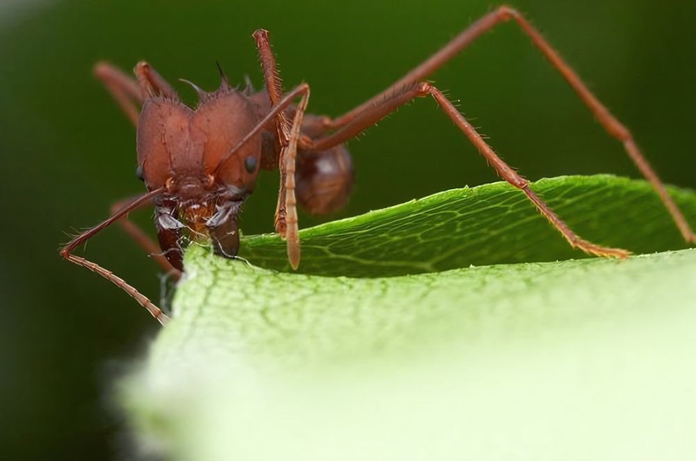 Des scientifiques rasent des fourmis coupe-feuille pour découvrir leur technique pour découper aussi précisément des feuilles