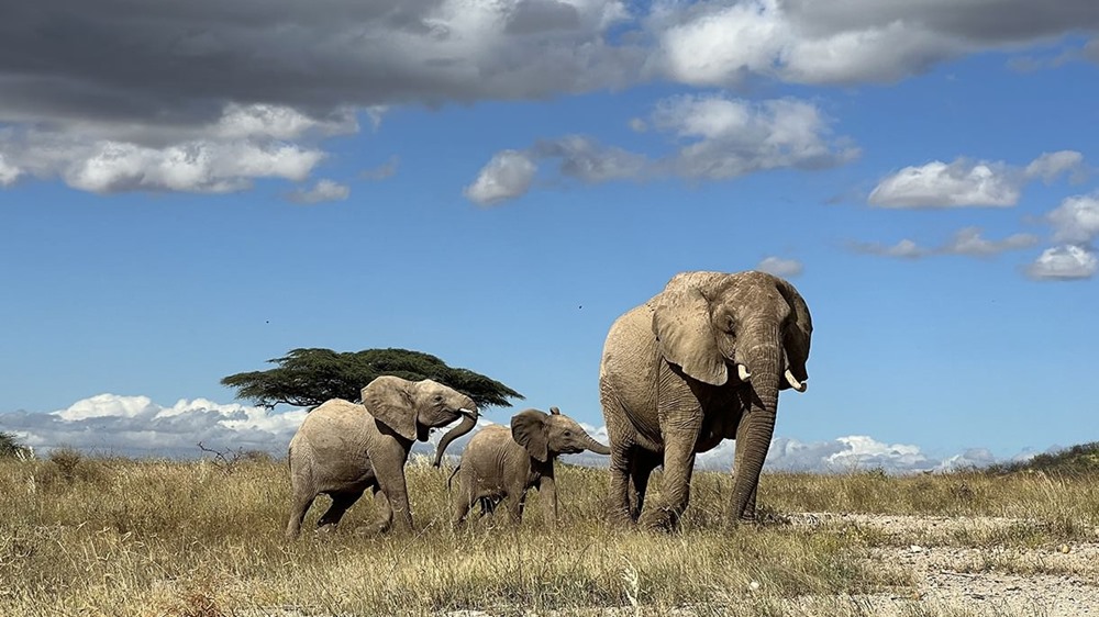 Les éléphants d’Afrique s’adressent les uns aux autres par des “noms” individuels