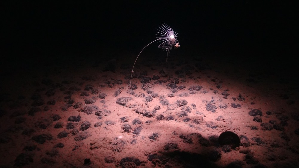Deux types d’organismes vivants sont séparés par une frontière cachée dans les profondeurs de l’océan