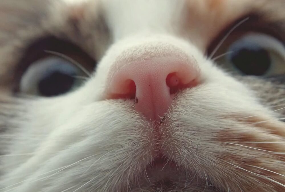 Le nez du chat est aussi performant qu’un analyseur chimique de haute technologie