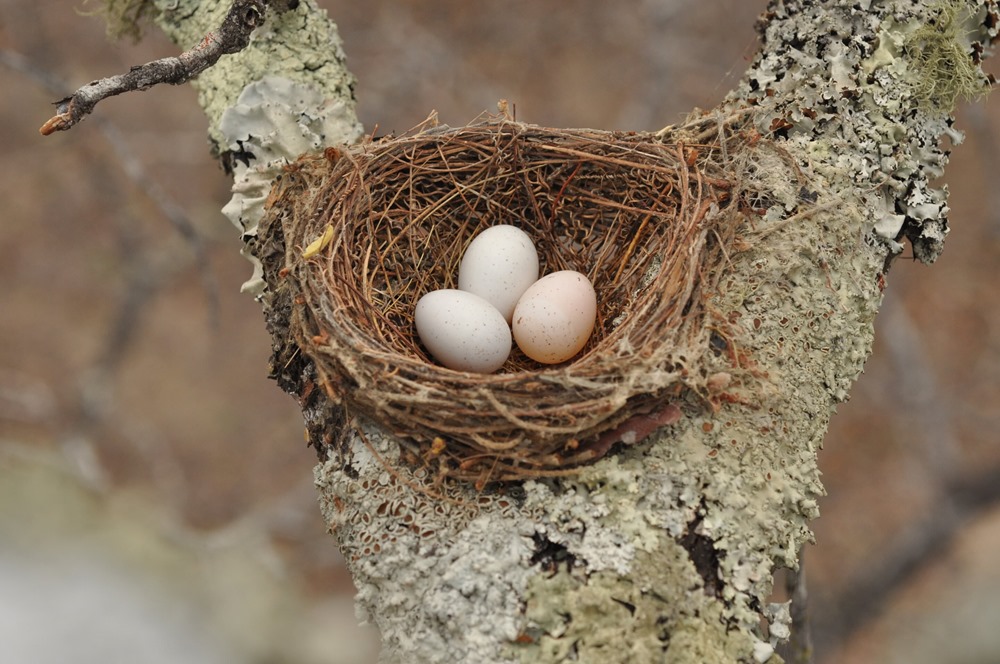 Des œufs aux motifs uniques permettent aux drongos d’éviter de se faire squatter par les coucous