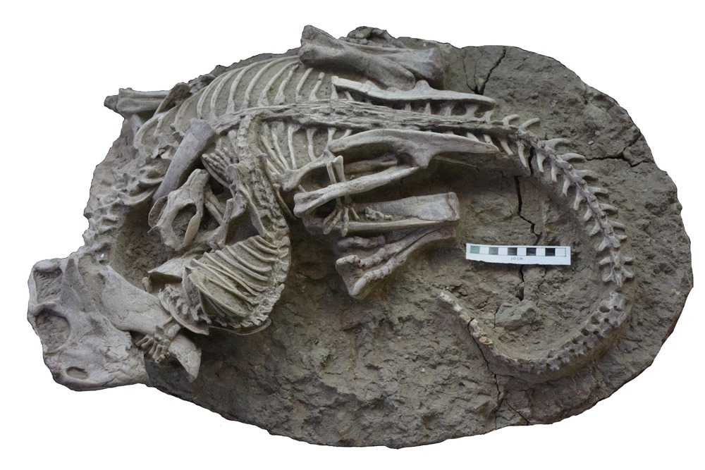 Un combat fossilisé qui prouve que les mammifères ne se laissaient pas faire dans un monde dominé par les dinosaures