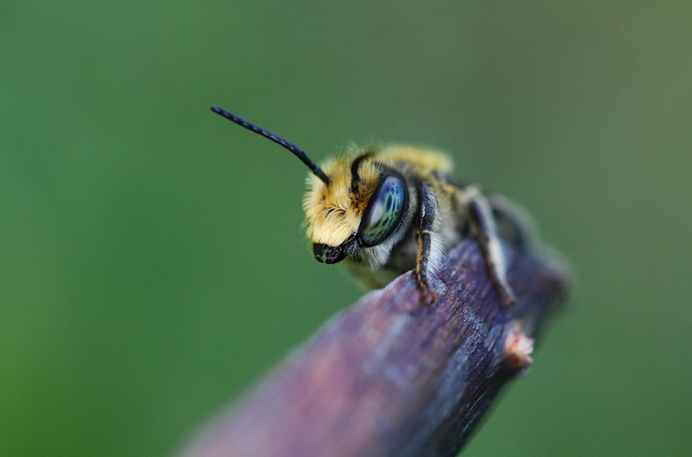 Les abeilles sont probablement issues d’un ancien supercontinent avant qu’elles ne se dispersent en Afrique et en Amérique du Sud