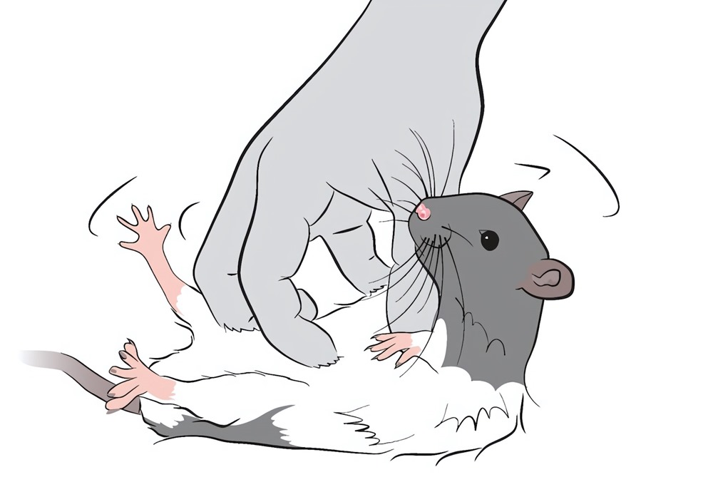 Des neuroscientifiques chatouillent des rats pour découvrir la zone du jeu dans le cerveau