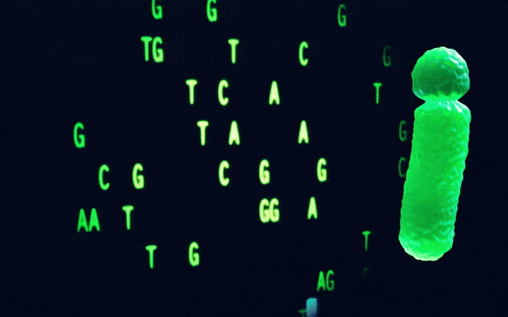 Le chromosome Y humain a été entièrement séquencé pour la première fois