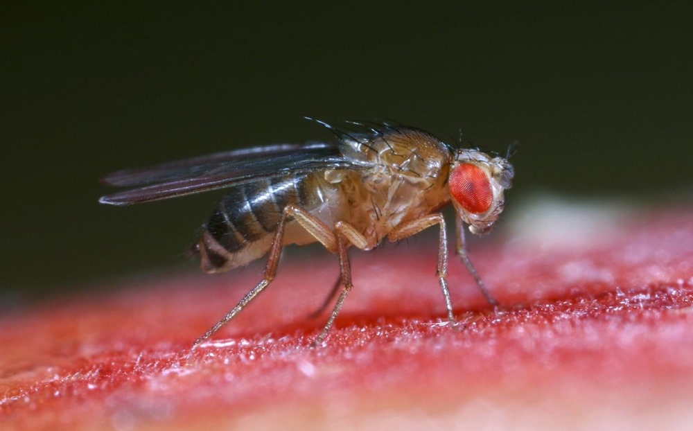 Pour la première fois, des insectes femelles ont été génétiquement conçus pour produire des "naissances vierges"