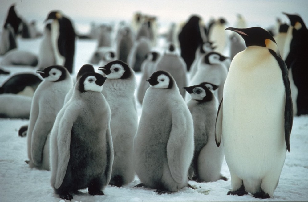 Des colonies de manchots empereurs ont perdu tous leurs poussins avec la disparition de la glace dans l’Antarctique