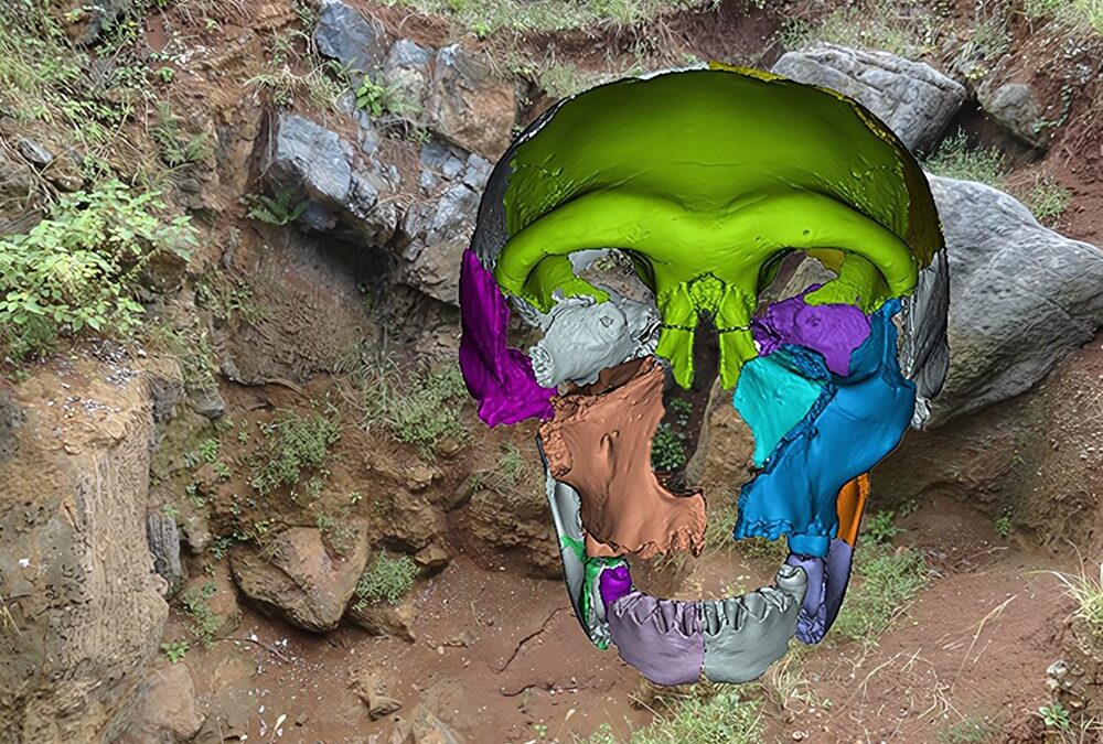 Un crâne sans menton vieux de 300 000 ans pourrait appartenir à une nouvelle lignée humaine encore non identifiée