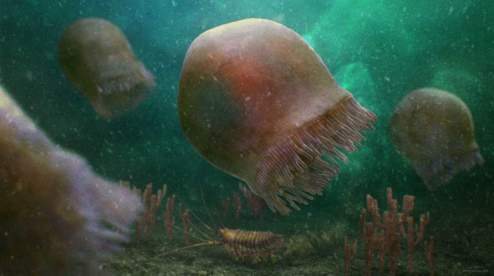 Des chercheurs identifient la plus ancienne espèce de méduse