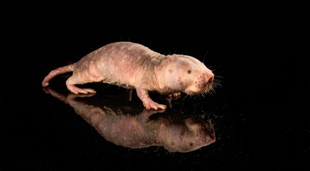 Le gène de longévité du rat-taupe nu prolonge la durée de vie et la santé de souris